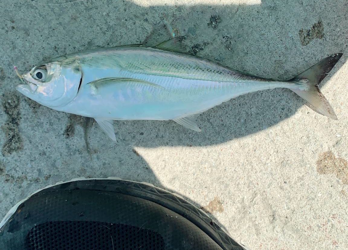 和歌山県御坊市の日高港でショアジギしたらオニアジが釣れました 関西アングラーズ